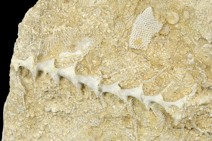 Archimedes Screw Bryozoan Fossil - Alabama #178210